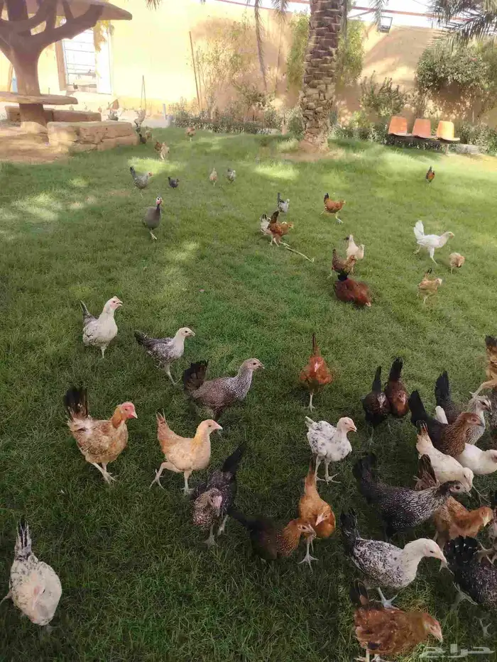 دجاج بلدي للبيع وبط للبيع 4