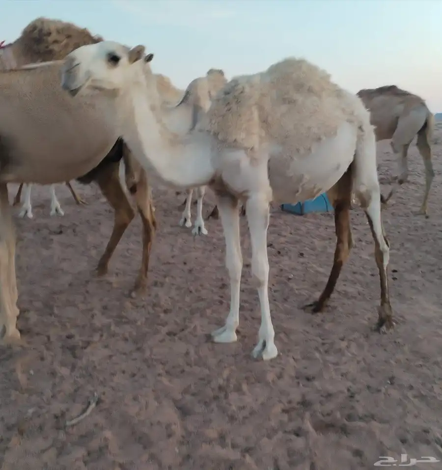 للبيع بكره حقه عليانيه 0