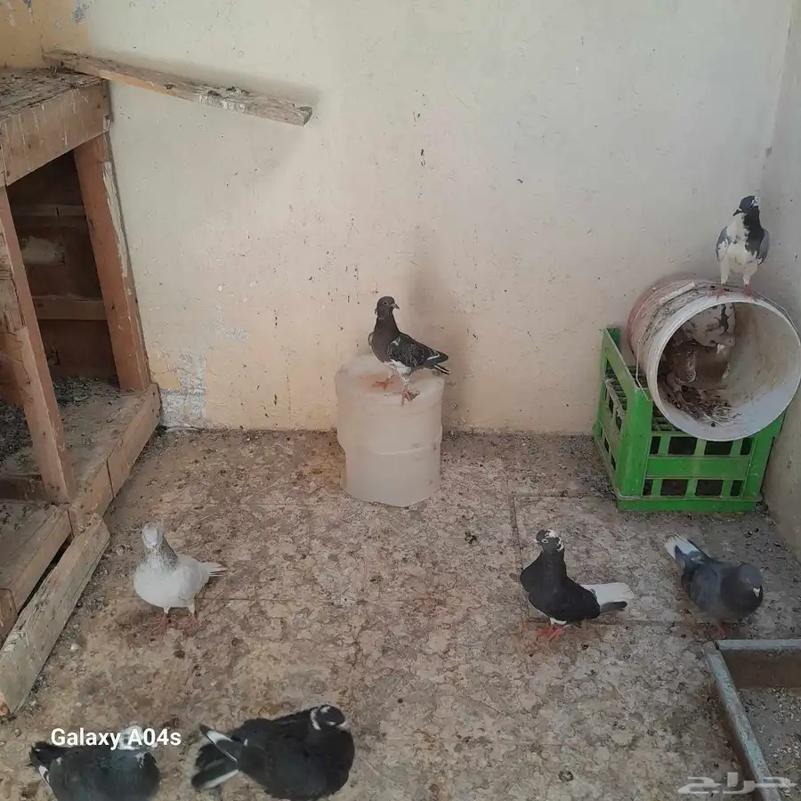 حمام اربع جوز متوالفه شرط 2