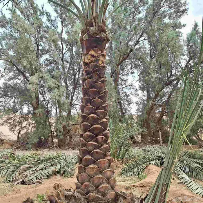 نخل وشنطن ونخل عربي 7