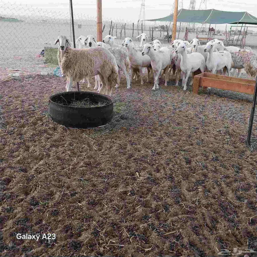أعرض لكم غنم حريات رخال حرية جذعات وتني 3ربع 3