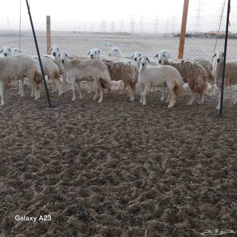 أعرض لكم غنم حريات رخال حرية جذعات وتني 3ربع 4