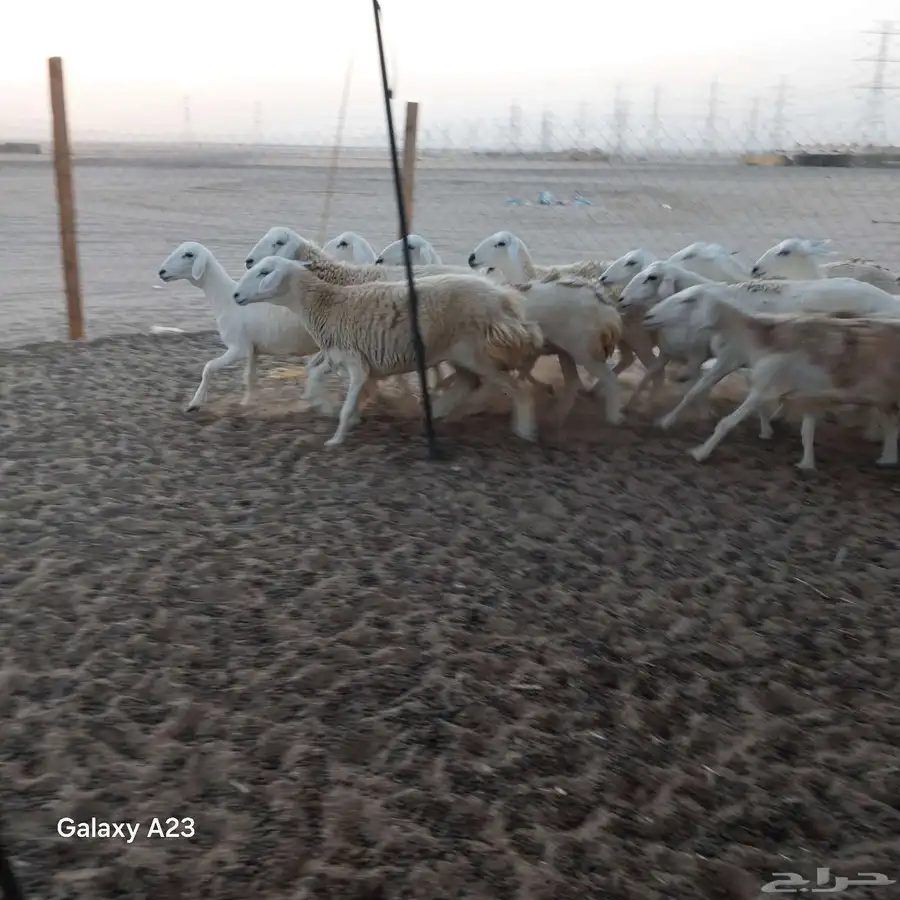 أعرض لكم غنم حريات رخال حرية جذعات وتني 3ربع 5