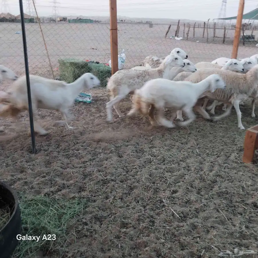 أعرض لكم غنم حريات رخال حرية جذعات وتني 3ربع 1