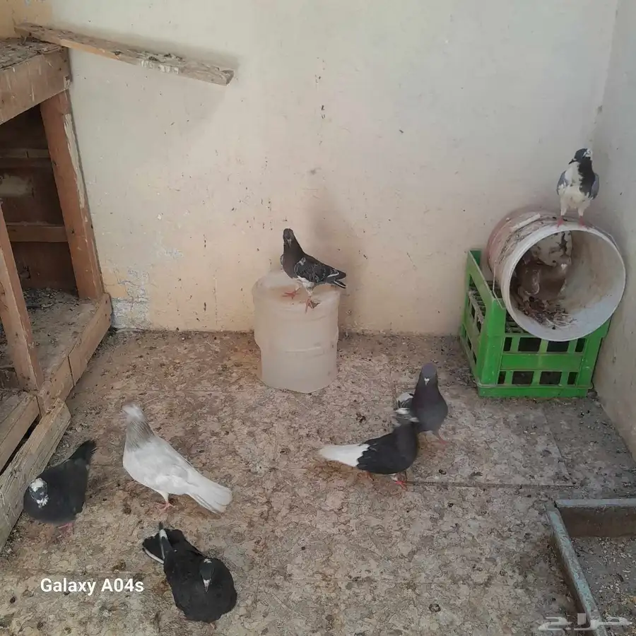 حمام اربع جوز متوالفه شرط 3