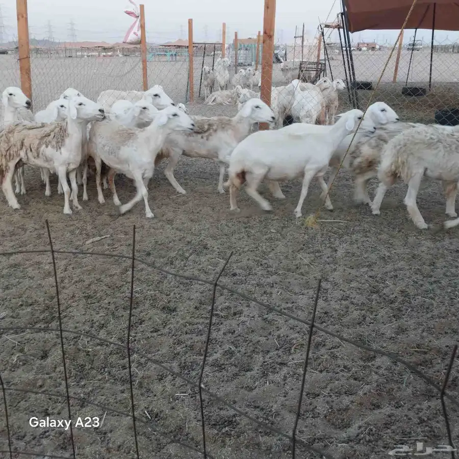 أعرض لكم غنم حريات رخال حرية جذعات وتني 3ربع 0