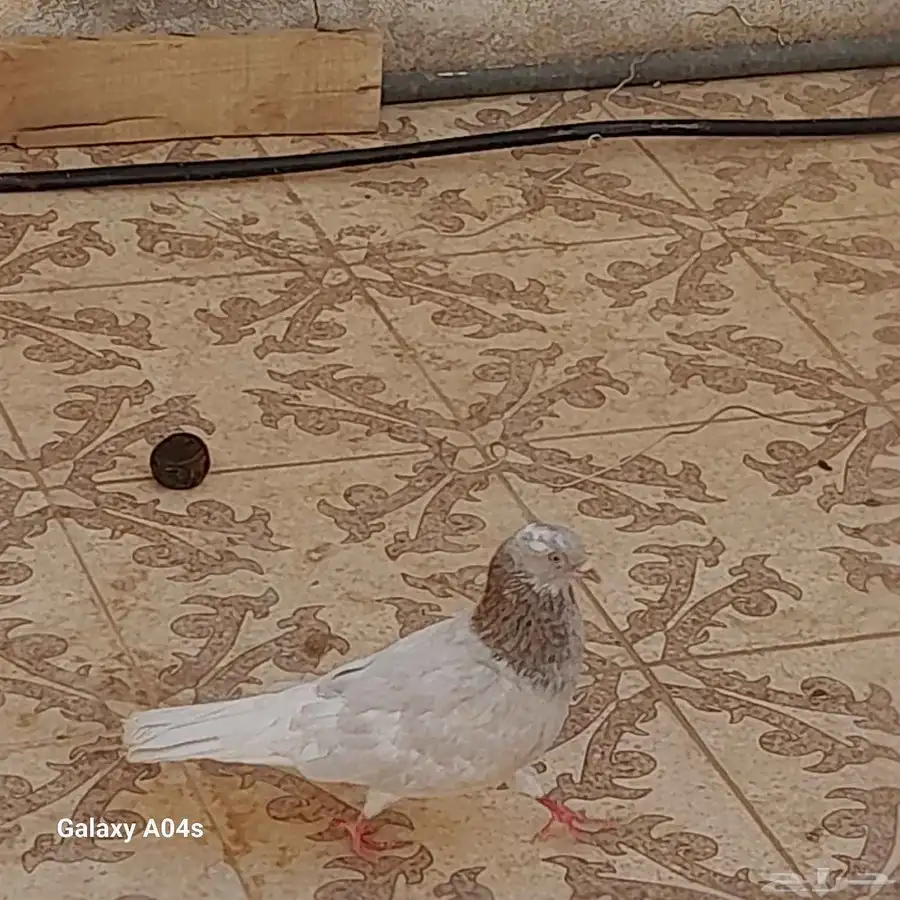 حمام اربع جوز متوالفه شرط 0