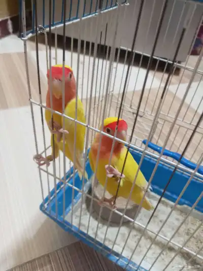 ببغاء روز اللوتينو - زوجين 0