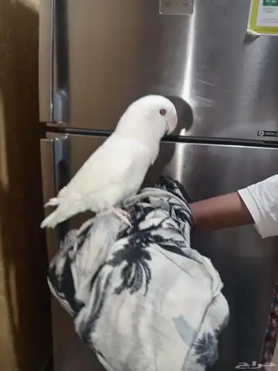 ببغاء روز أبيض   أليف لطيف   فرصة للمهتمين 0
