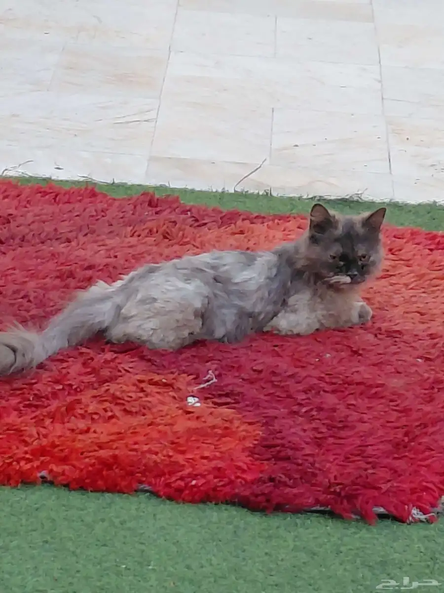 قطه حقت بيت ضايعه مدري مرميه الي يبيها ارسله الموقع ياخذها 0