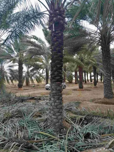 توريد وتركيب جميع انواع النخيل 5