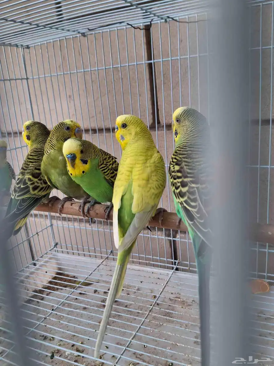 اجواز حب كلها من انتاجي ومنتجه شرط 6