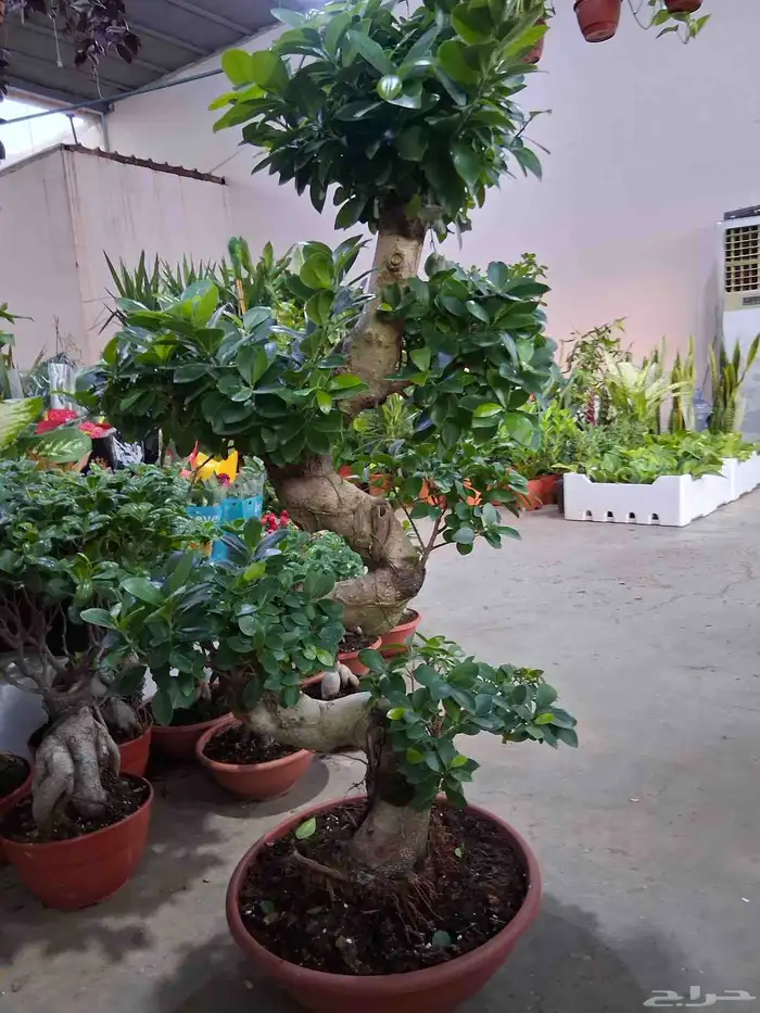 بونسائي داخلي Bonsai indoor 0