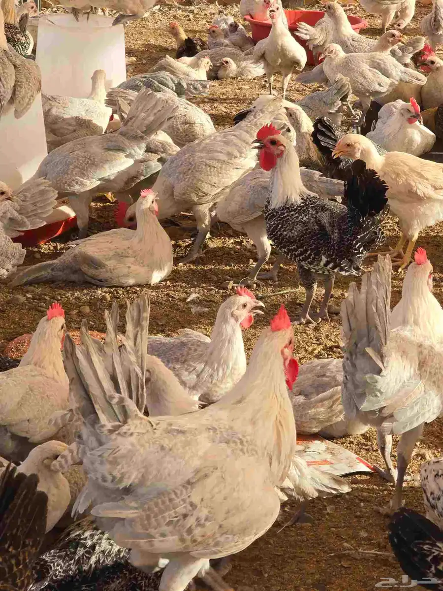دجاج فيومي المونيوم بشاير اعمار 3 شهور 1