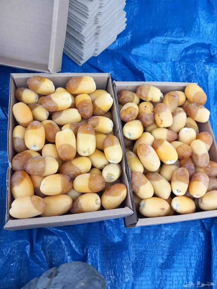 رطب اخلاص طازج من المزرعه مباشره 2