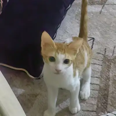 قطط ذكور اعرضهم تبني اتمنى احصل احد يخاف الله فيهم التبني 2