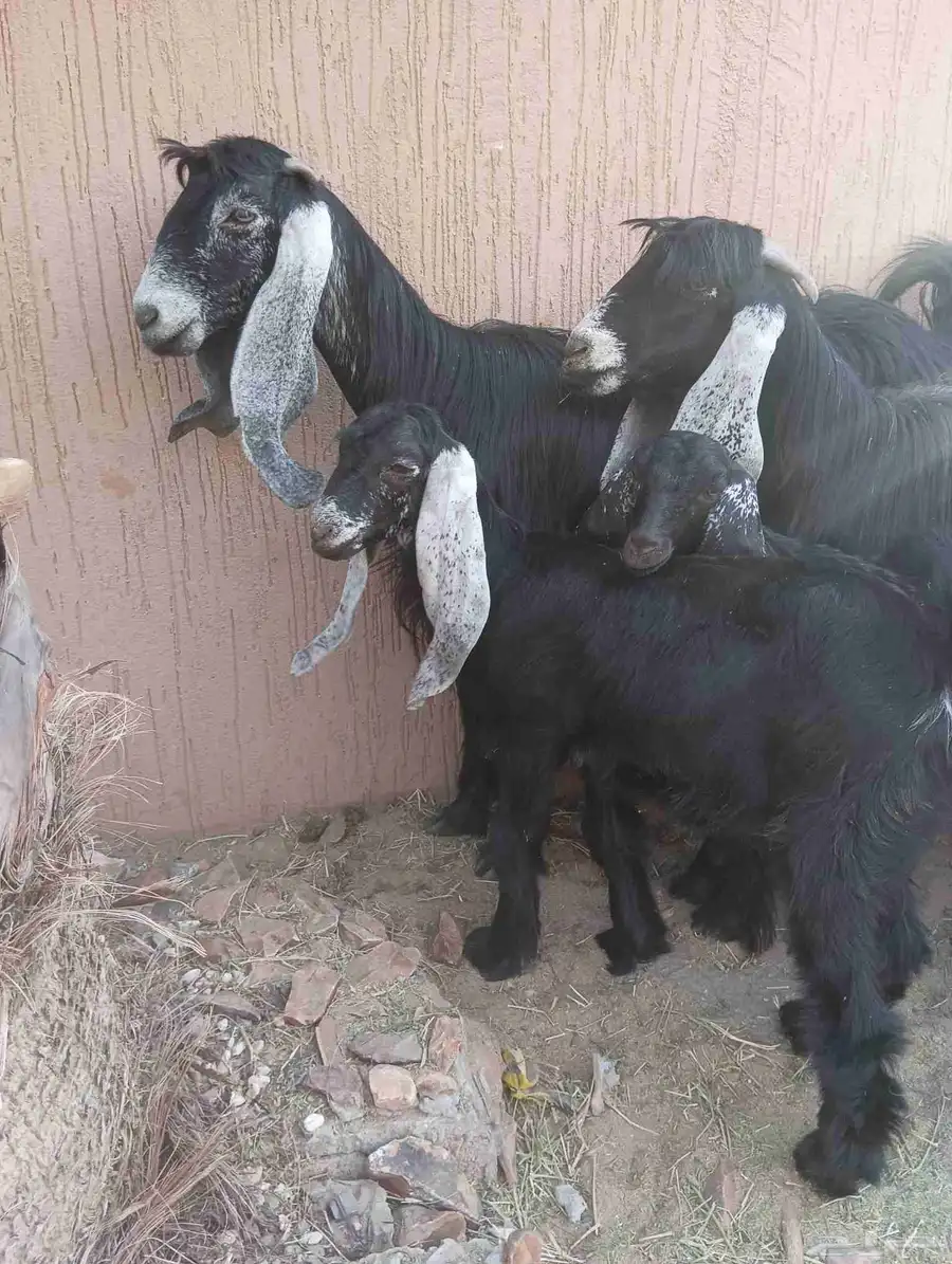 عنزين عوارض يتبعهم تيس وجفره 2