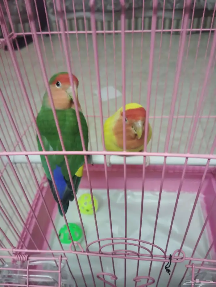 للبيع ببغاء روز 1