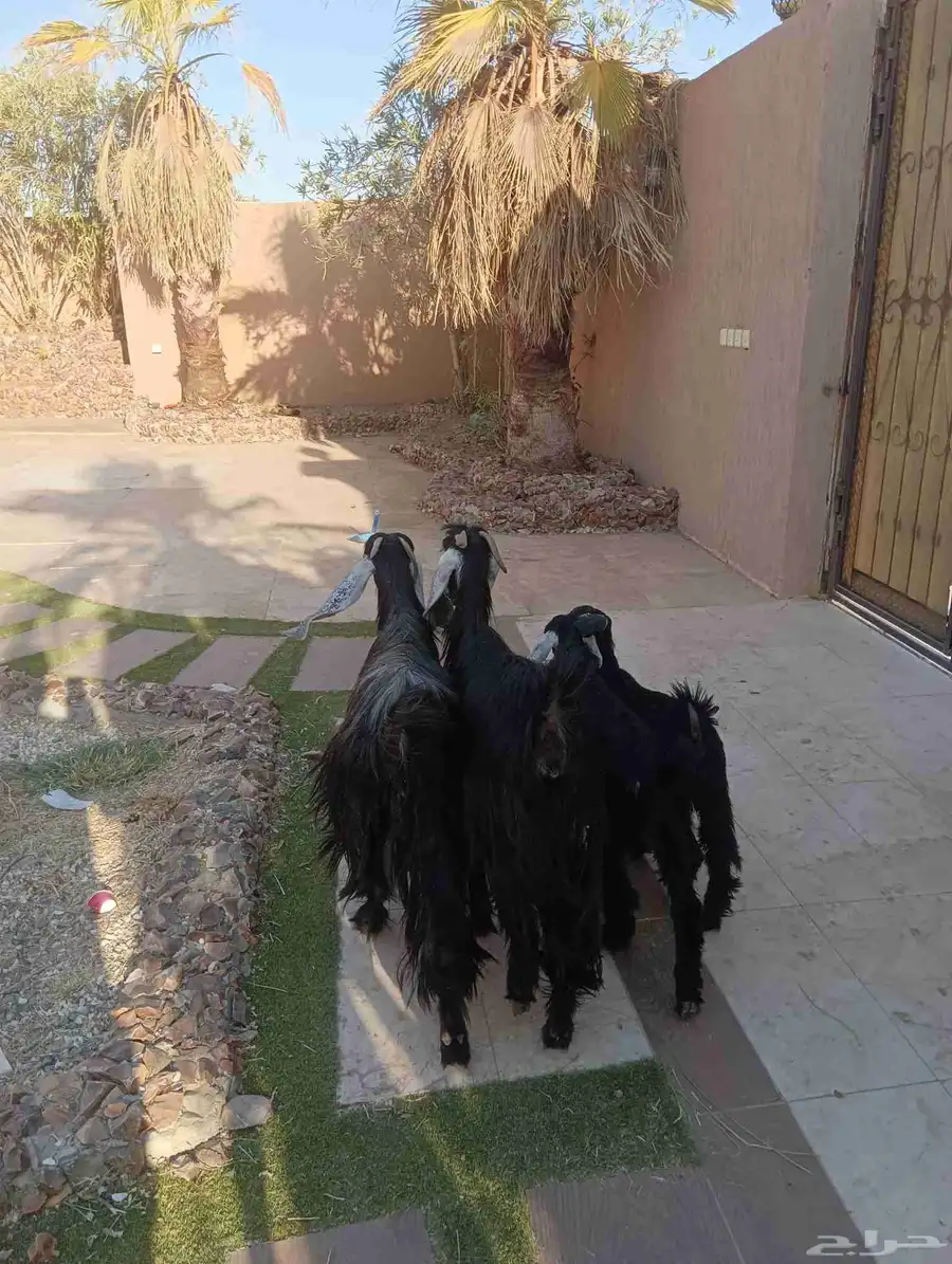 عنزين عوارض يتبعهم تيس وجفره 0