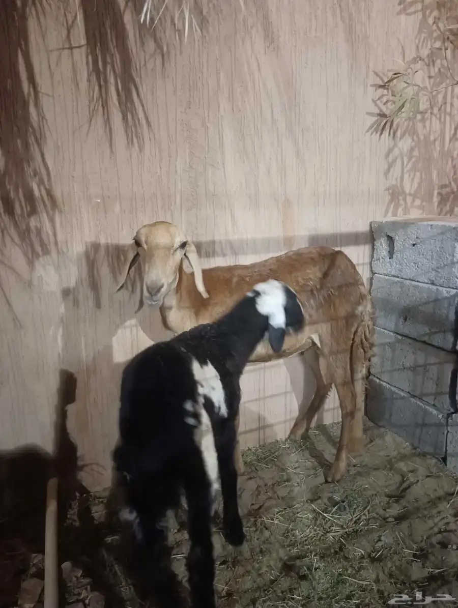 نعجه سواكنيه ثنيه يتبعها خروف ذبيحه 0