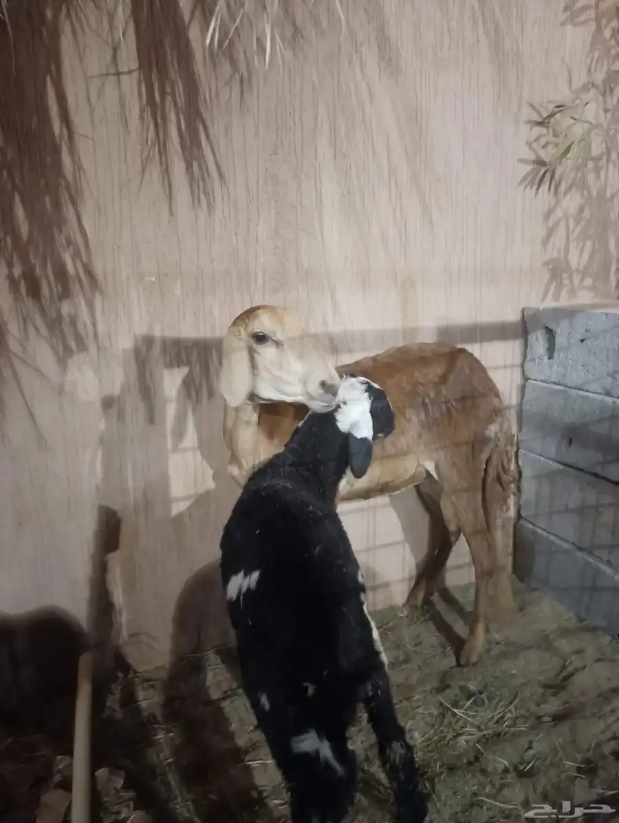 نعجه سواكنيه ثنيه يتبعها خروف ذبيحه 1