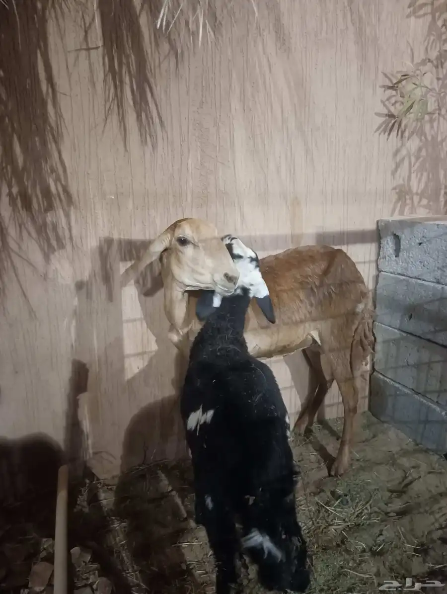نعجه سواكنيه ثنيه يتبعها خروف ذبيحه 2