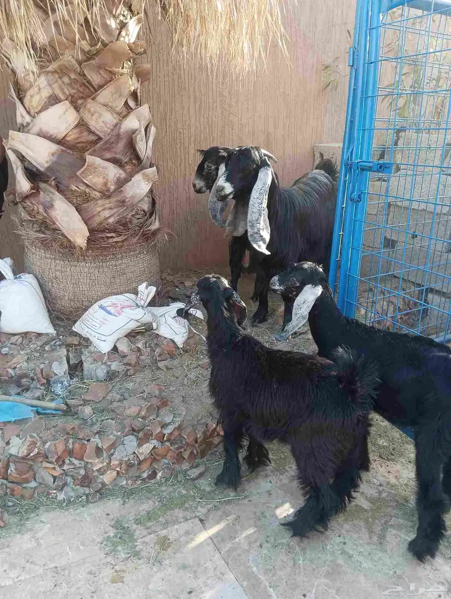 عنزين عوارض يتبعهم تيس وجفره 4
