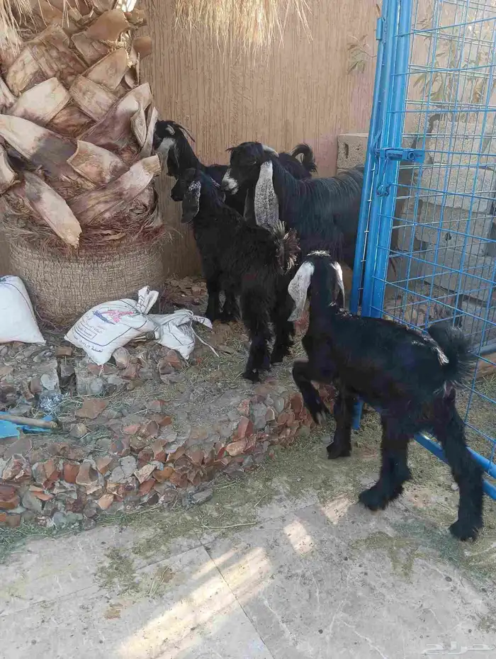 عنزين عوارض يتبعهم تيس وجفره 4