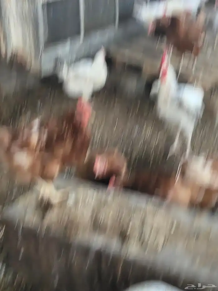 دجاج فرنسي بياض 2