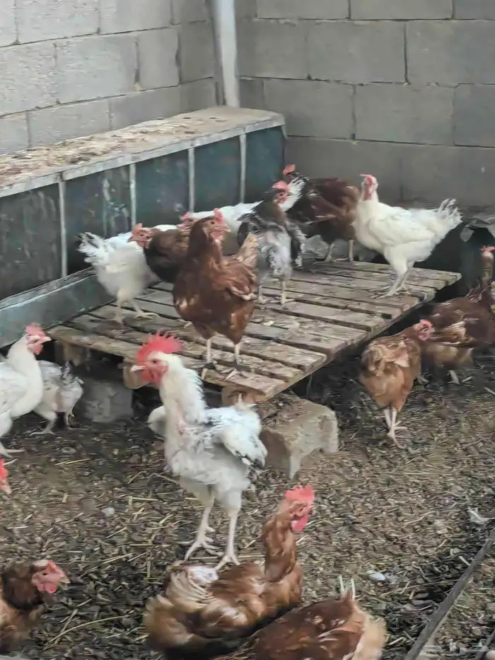 دجاج فرنسي بياض 1