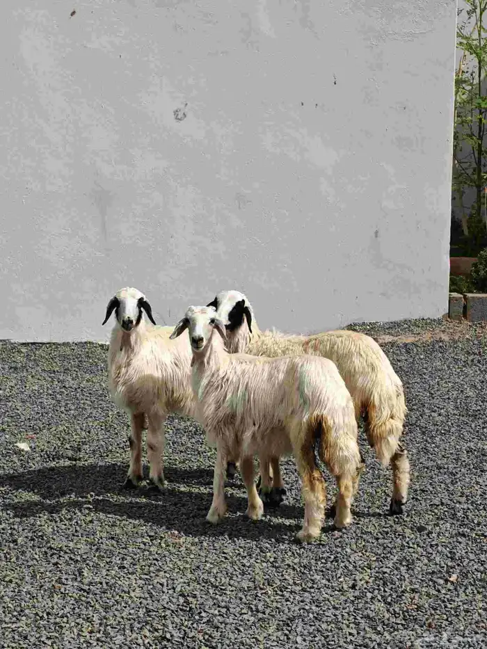 رخال صفر ذبايح ولا مقنوي - رخل ( تم البيييع ) 0