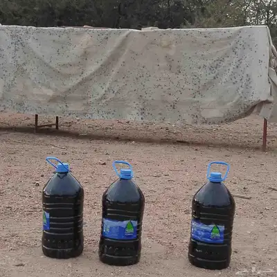 عسل طلحه 0