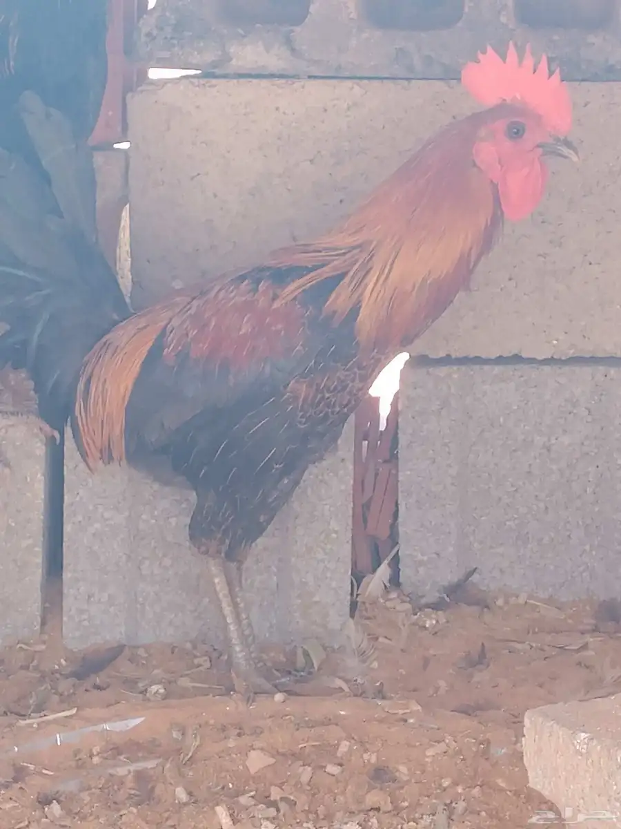 ديك احمر شرط بس فيه عطس 0