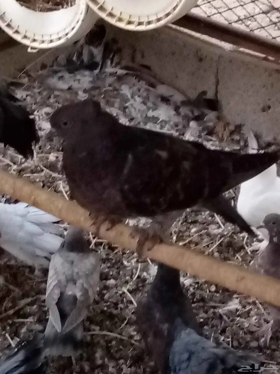 حمام للبيع الموقع حول محافظة المجاردة 9