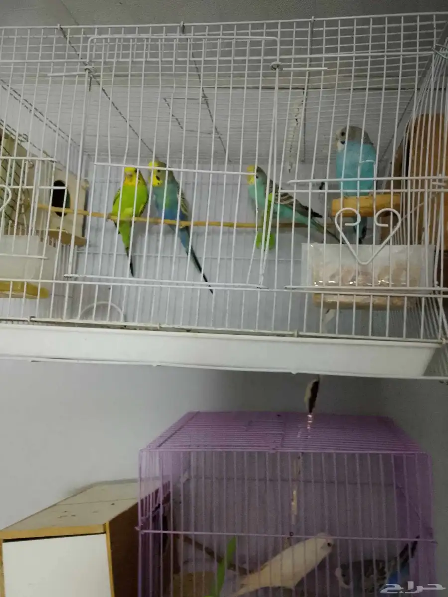 3 اجواز بادجي للبيع سريع 1