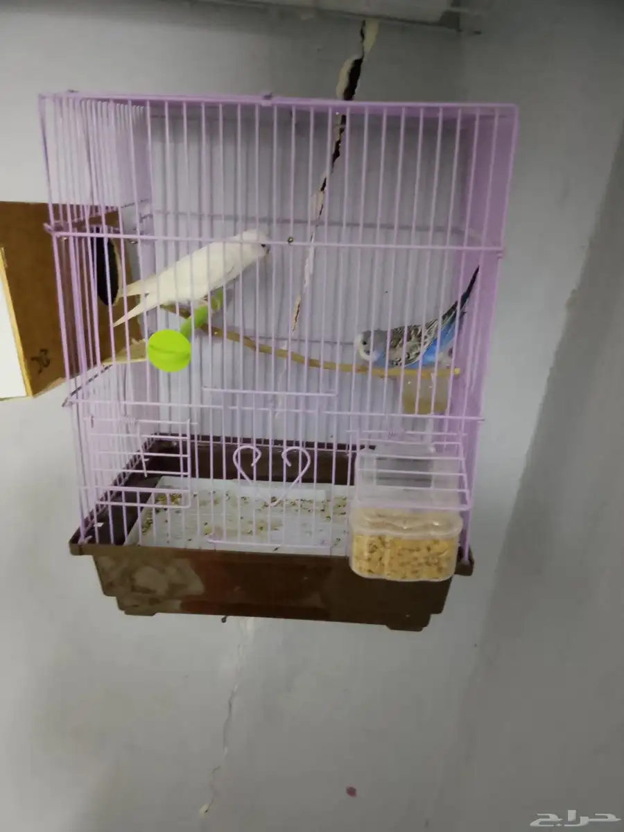 3 اجواز بادجي للبيع سريع 3