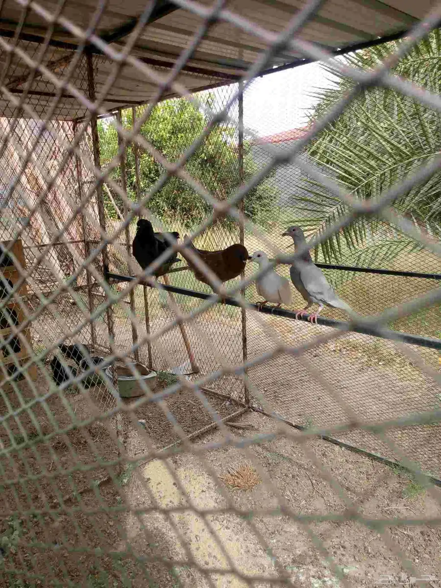 حمام للبيع العدد 5 حبات زوجين وفرخها 2