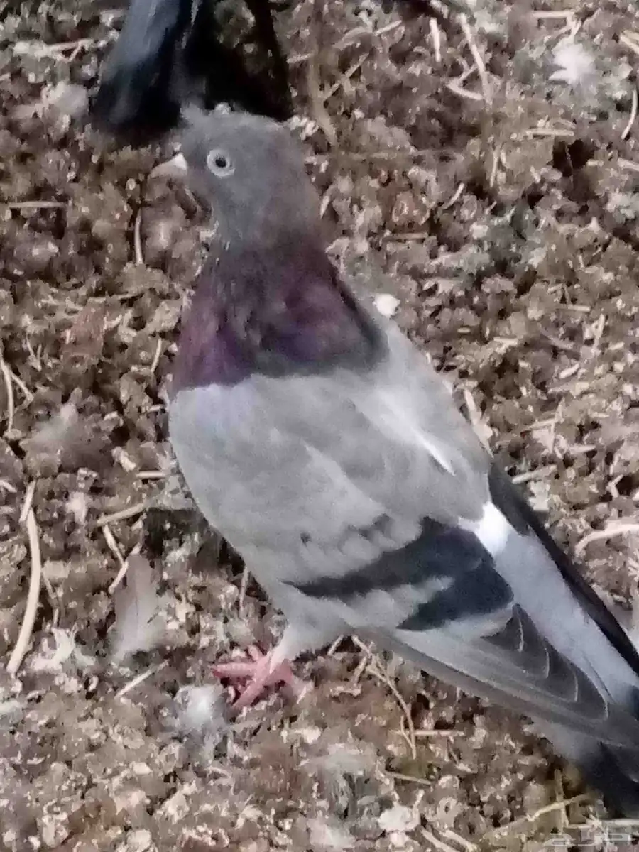 حمام للبيع الموقع حول محافظة المجاردة 8