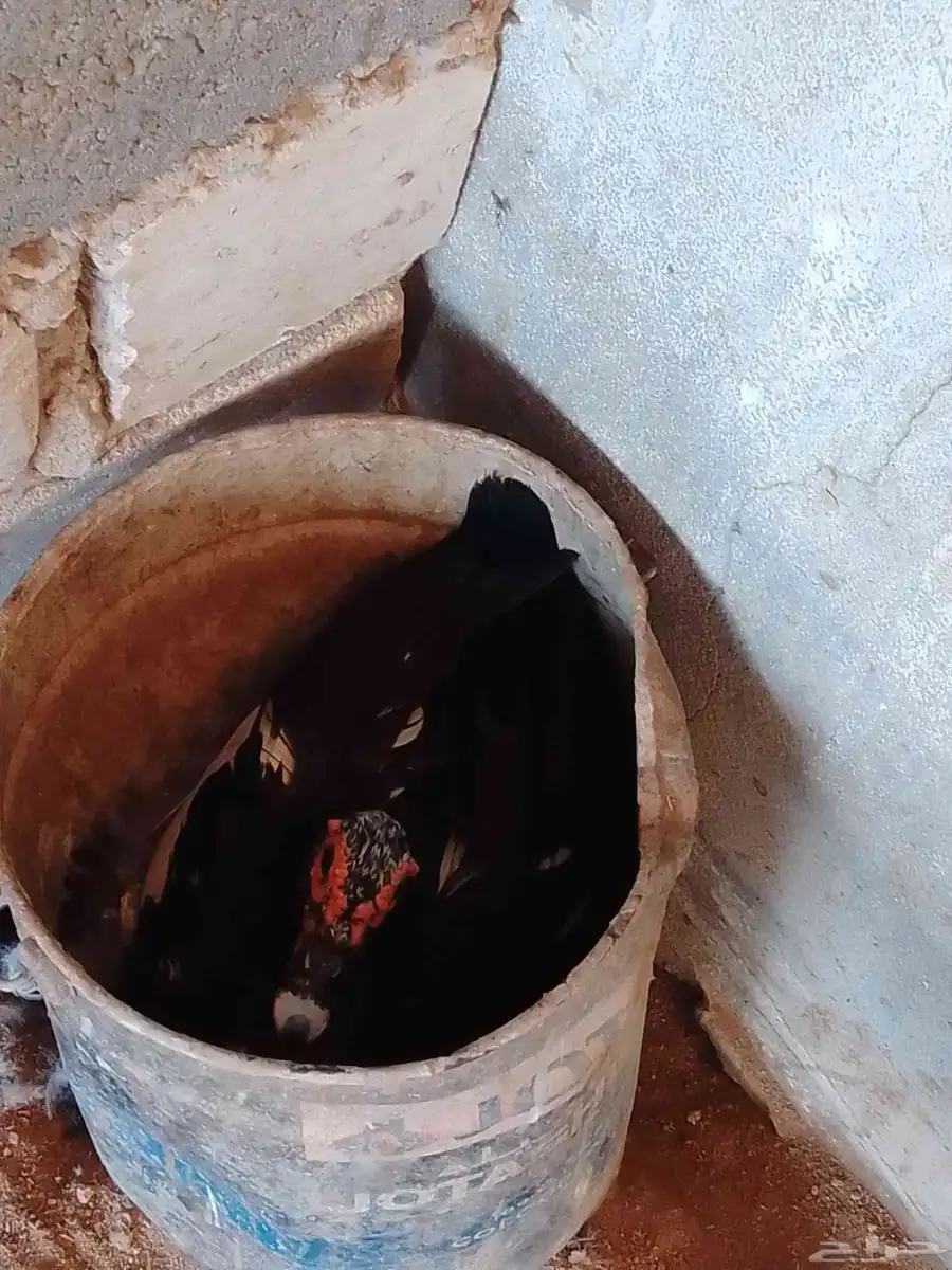 دجاج بلدي بياض وبط بياض وذكر وز 7