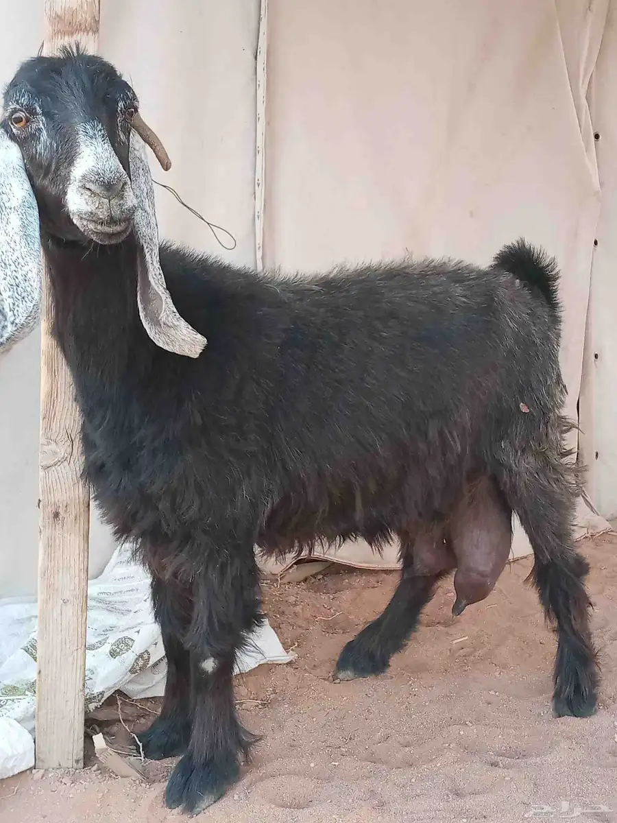 عنز عارضيه حليب وخروف حجري 0