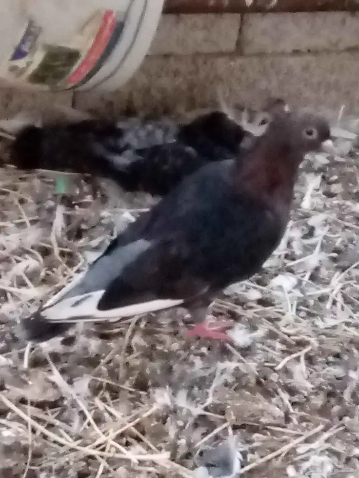 حمام للبيع الموقع حول محافظة المجاردة 6