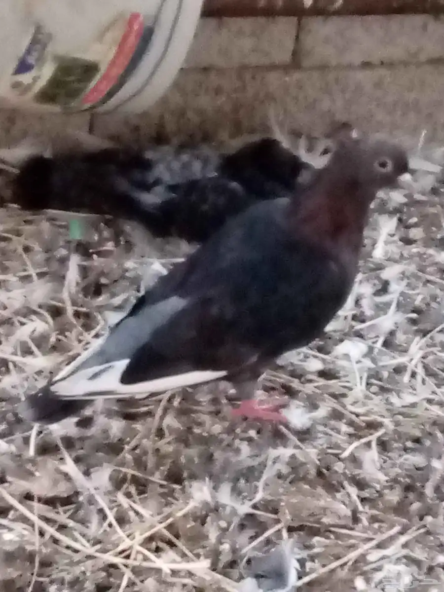 حمام للبيع الموقع حول محافظة المجاردة 7
