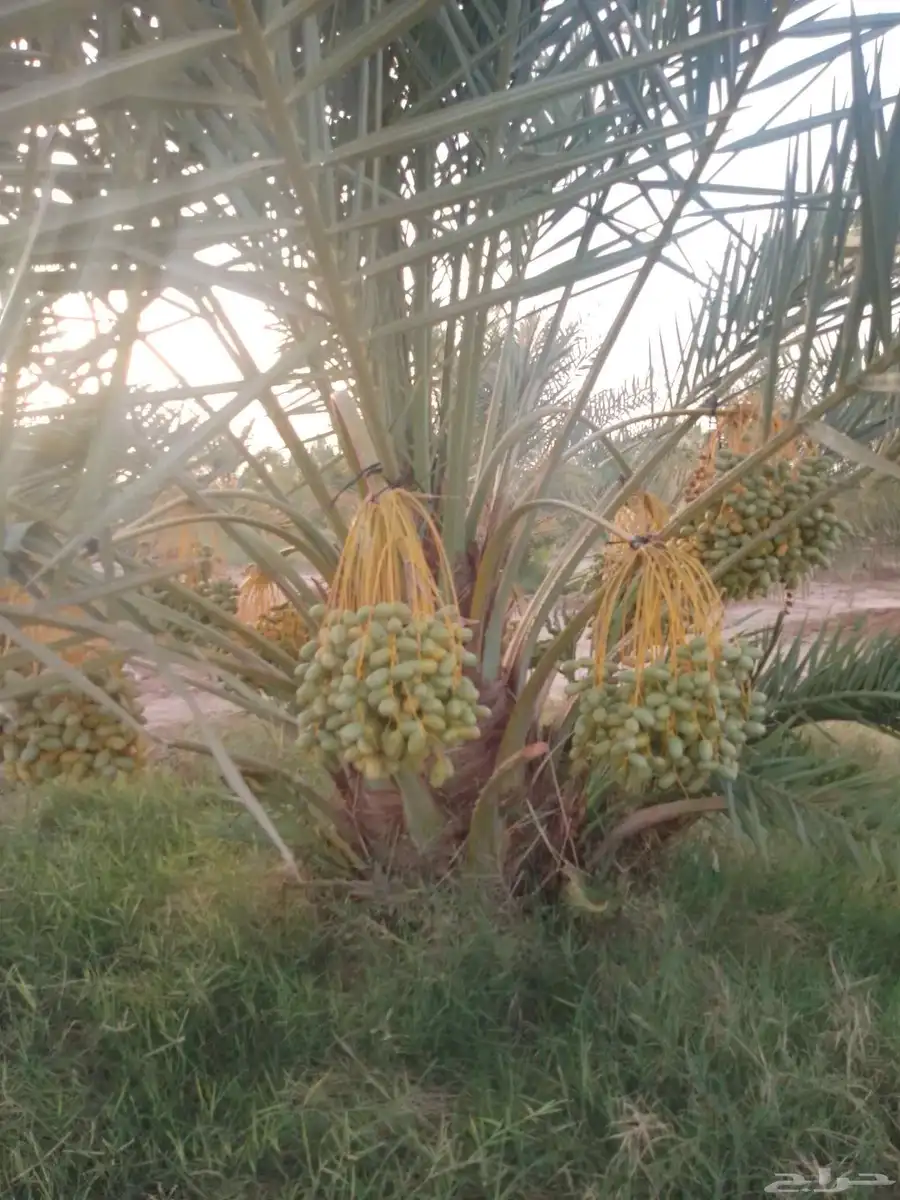 نخل للبيع مثمر خلاص سكري شيشي هلالي مجدول صقعي غر منيفي 1