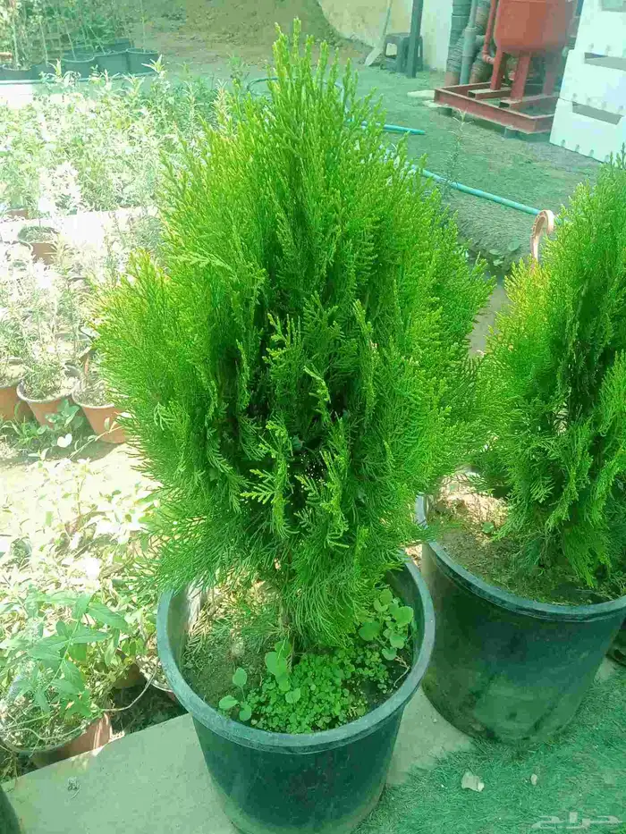 تنسيق حدائق 1