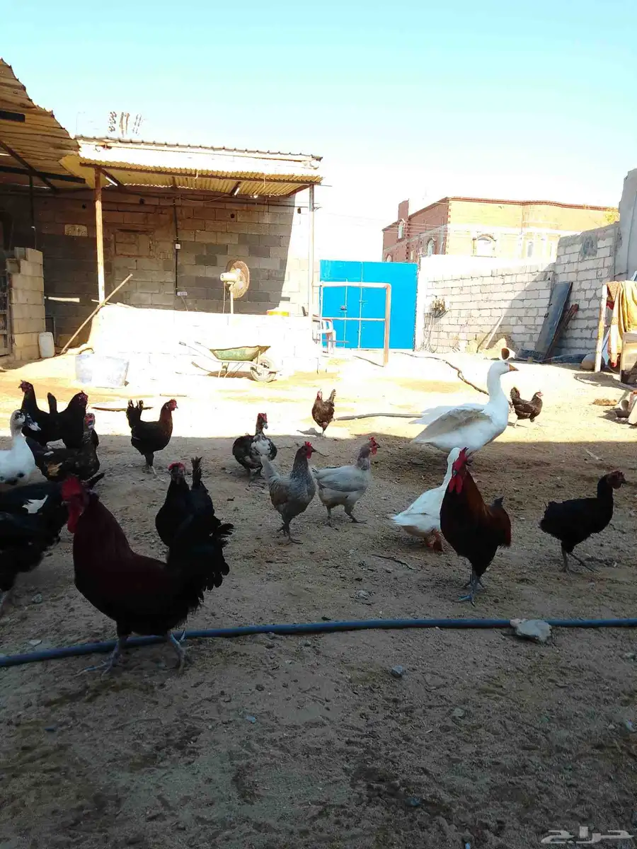 دجاج بلدي بياض وبط بياض وذكر وز 0