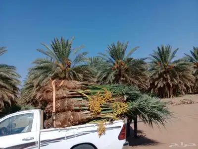 ابو علي توريد نخيل مثمر وزينه توصيل يشمل منطقة المملكه 1