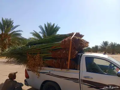 ابو علي توريد نخيل مثمر وزينه توصيل يشمل منطقة المملكه 2