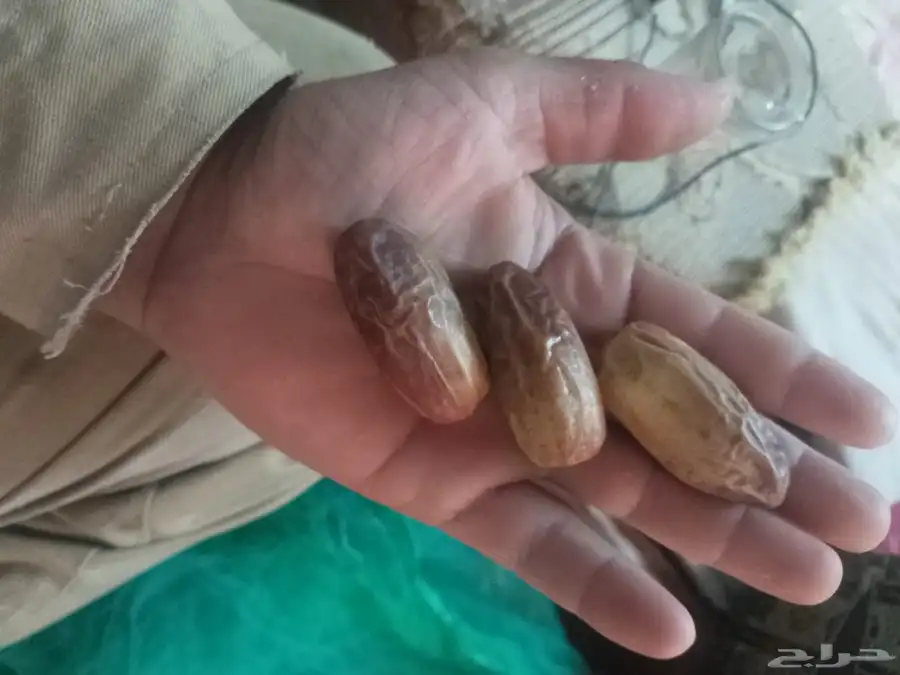 عامر نخل موجود بياض مواكيل شيشي برحي 2