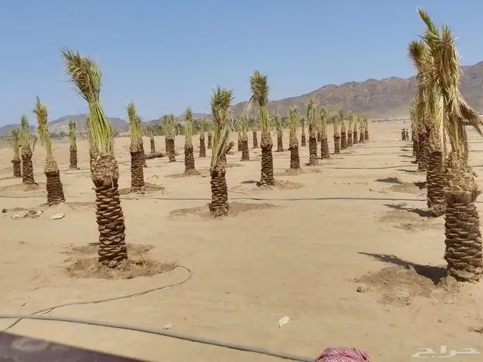 اقوم بتركيب جميع انواع الشوك كما يوجد لدينا نخيل درجه اولى 0