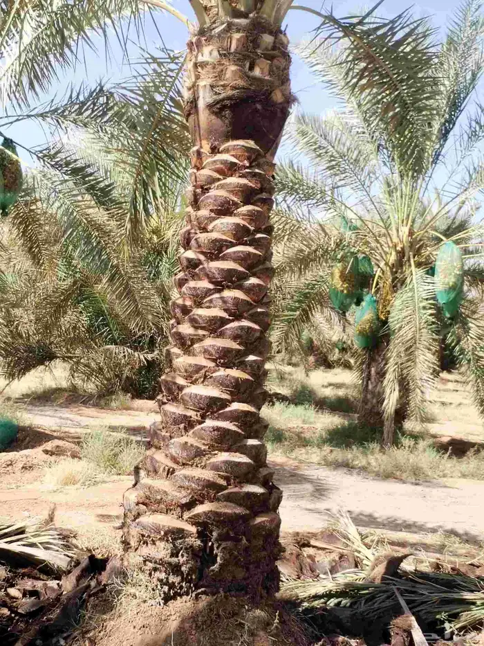تكريب وتشذيب النخل العربي 1
